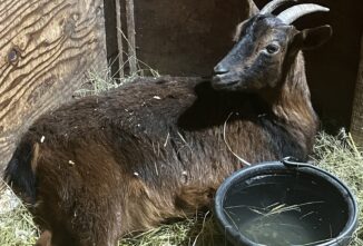 “If only” – An Experience with Ringwomb